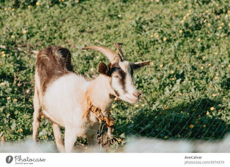 Eine Nahaufnahme einer Ziege, die Gras frisst, während sie sich auf dem Gras mit Babyziegen entspannt Säugling breit Frieden Freundschaft Ranch Kinder