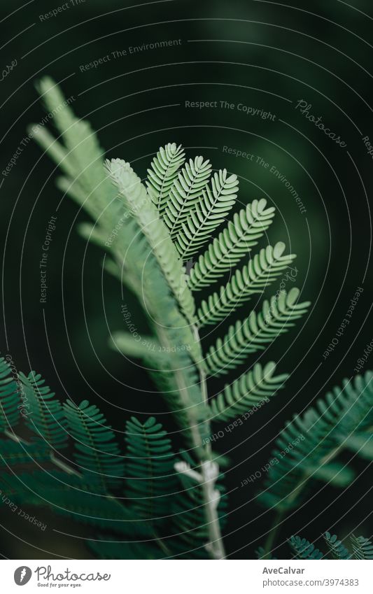 Eine grüne Pflanze in Nahaufnahme mit super Textur und dunklen Hintergrund, und kopieren Raum, entspannende Szene Pflanzen Farben Kopierbereich Hintergründe