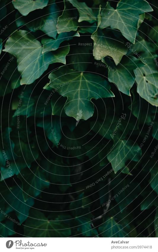 Ein Hintergrund aus dunkelgrünen Blättern mit super Textur und Kopierraum und Textur mit dunklen Schatten Pflanzen Farben Kopierbereich Hintergründe