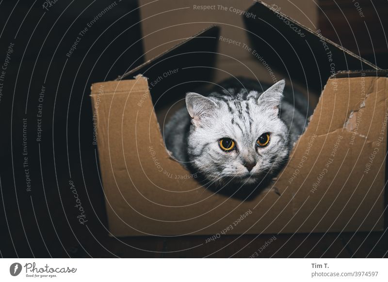 Katze im Karton Haustier Farbfoto Tier 1 Tierporträt Innenaufnahme