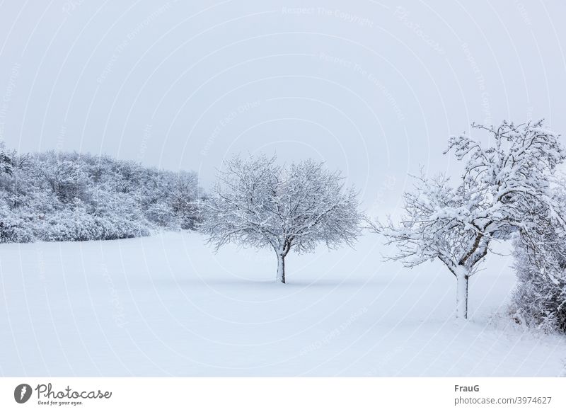 naturverbunden | Winterlandschaft Natur Landschaft Bäume Büsche Schnee verschneit kalt Frost Winterstimmung Kälte weiß Winterspaziergang Schneelandschaft
