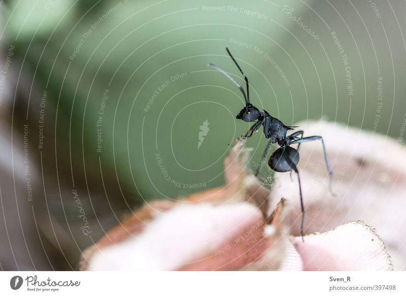 The Ant Tier Ameise 1 Arbeit & Erwerbstätigkeit beobachten laufen Blick außergewöhnlich fantastisch klein Einsamkeit Farbfoto Nahaufnahme Makroaufnahme