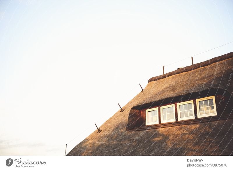 Reetdach im Sonnenlicht Dach Reetdachhaus Tradition Küste Strohdach Fenster gemütlich Urlaub Urlaubsort Ferienhaus Ferienwohnung
