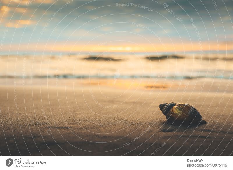 Muschel liegt am Strand - Urlaubsstimmung bei Sonnenuntergang Meer Ruhe Detailaufnahme traumhaft Naturerlebnis Ferien & Urlaub & Reisen Sand Sommerurlaub
