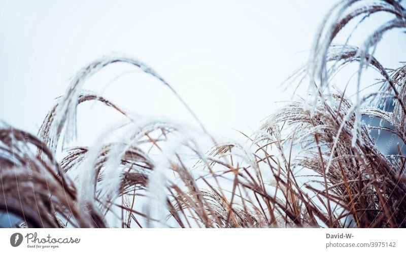 Frost und Kälte - Pflanzen im Winter Raureif kühl winterlich Natur Eis eisig Wetter Wintertag gefroren