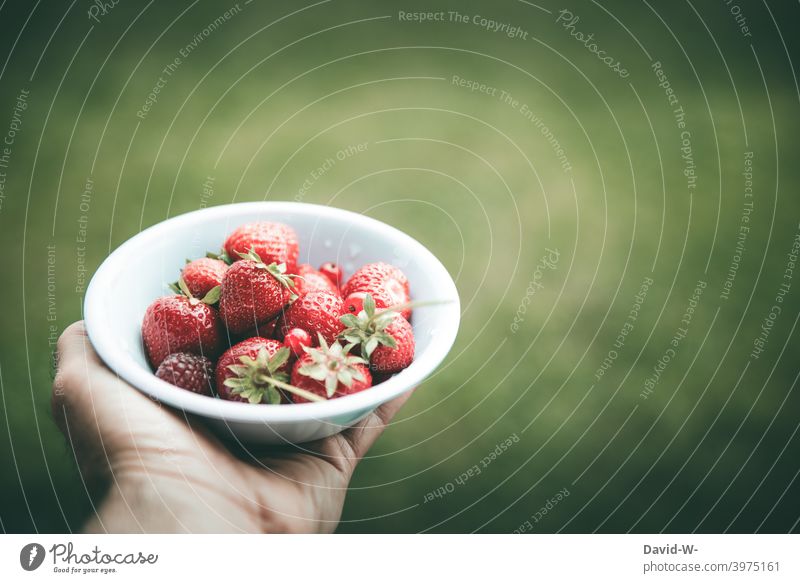 frische Erdbeeren in einer Schale Obst Hand Sommer lecker gesund saftig rot Frucht Gesunde Ernährung fruchtig