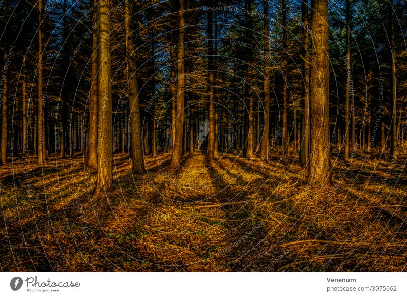 Blick in einen Wald am frühen Morgen kurz nach Sonnenaufgang im Winter Wälder Baum Bäume Waldboden Bodenanlagen Unkraut Bodenbewuchs Kofferraum Rüssel
