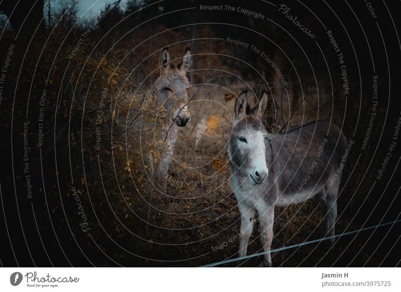 Esel auf Wiese Tier Farbfoto grau Natur Tierporträt Blick Neugier niedlich Tiergesicht beobachten
