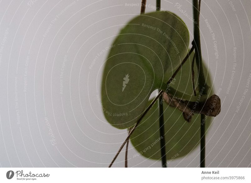 Makroaufnahme eines Blattes einer Hängepflanze. Natur grün Farbfoto Pflanze Menschenleer Detailaufnahme Schwache Tiefenschärfe Unschärfe Grünpflanze natürlich