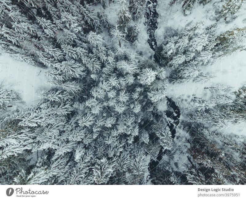 Blick von oben auf schneebedeckte Bäume Schnee Schneelandschaft Winter kalt Winterstimmung Natur weiß Außenaufnahme Landschaft Baum Wald Frost Umwelt