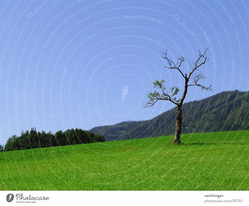 baum des lebens Baum Einsamkeit Wiese grün Natur Landschaft Leben dünn Himmel blau