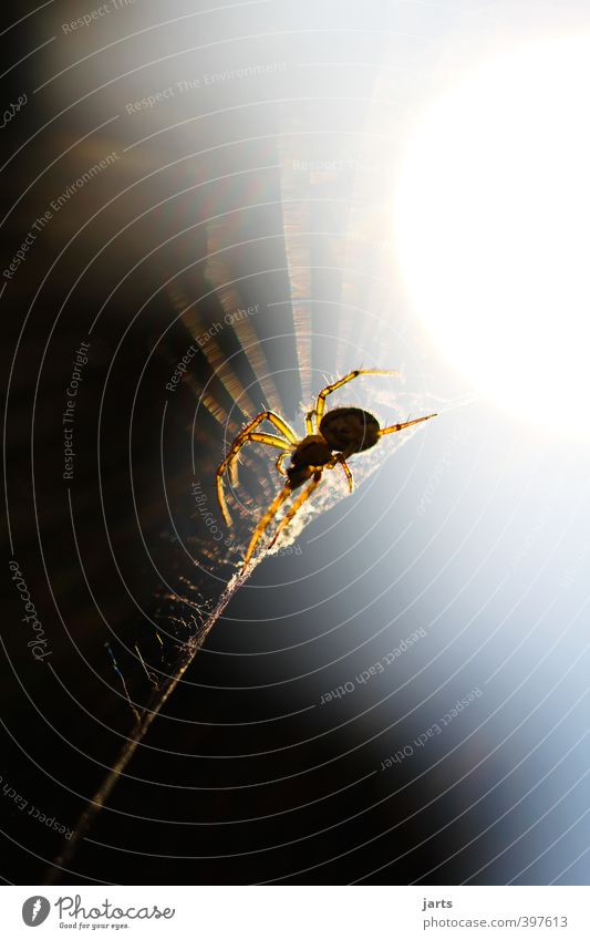 thekla Tier Wildtier Spinne 1 Natur beobachten Spinnennetz Farbfoto Außenaufnahme Nahaufnahme Detailaufnahme Textfreiraum oben Textfreiraum unten Abend Licht