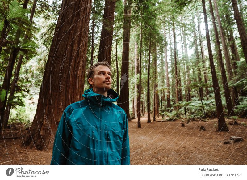 #AS# Be a treelover Baum wandern Redwoods NP Landschaft Wald Umwelt Waldboden blau durchatmen allein grün Pflanze Licht Schönes Wetter genießen Tag Wanderer
