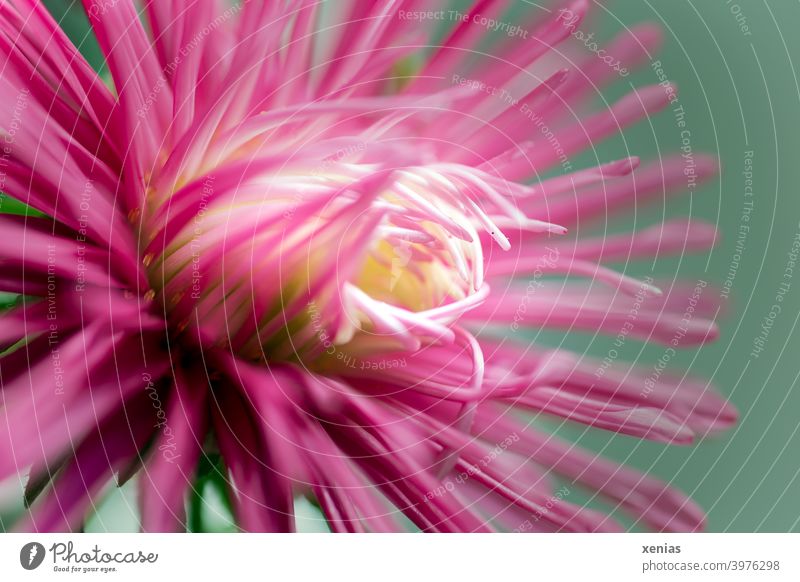 Rosa Dahlie öffnet sich vor grünem Hintergrund rosa Blüte Blume Pflanze Blühend Sommer Nahaufnahme Blütenblätter Dahlienblüte xenias