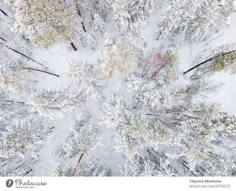 Bäume mit Schnee bedeckt im Winterwald Wald Natur Saison Baum Antenne kalt Wetter Frost Landschaft Ansicht weiß Holz im Freien Eis verschneite Hintergrund