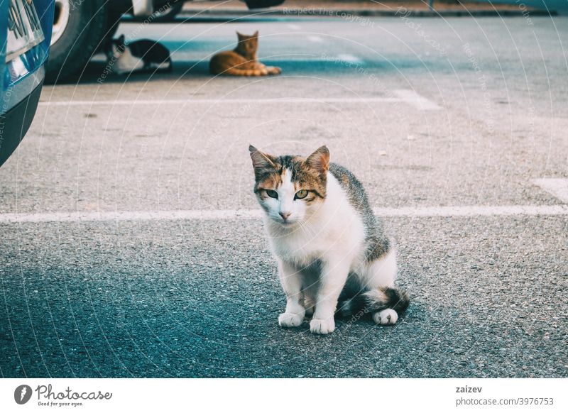 streunende Katze, die sich in einer Ecke der Stadt versteckt Gasse Irrläufer traurig Einsamkeit anschauend Wirbeltier Depression Hilfsbereitschaft Tierhaut