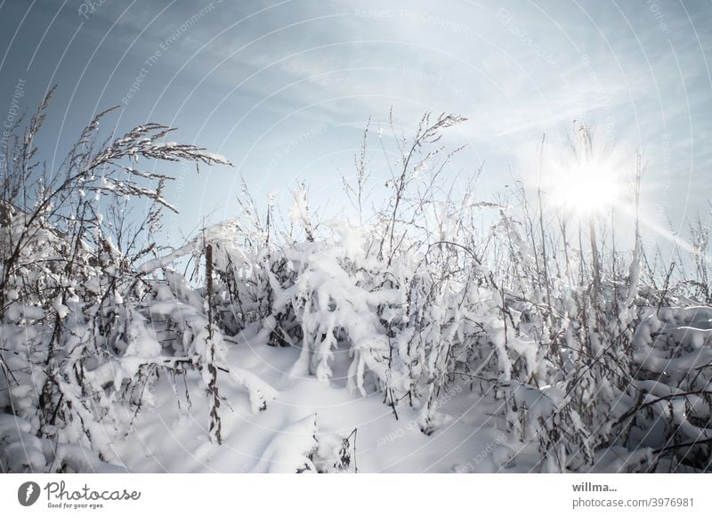 winterlich Winterstimmung Schnee Gräser verschneit Sonnenstrahlen schönes Wetter Wintertag kalt Landschaft Natur