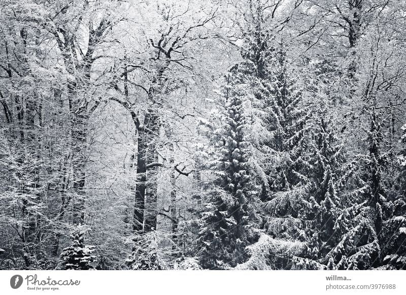 blick aus meinem fenster. wohnen im grünen. Winter Wald Winterwald verschneit Bäume winterlich Schnee schneebedeckt Natur Winterstimmung Wintertag