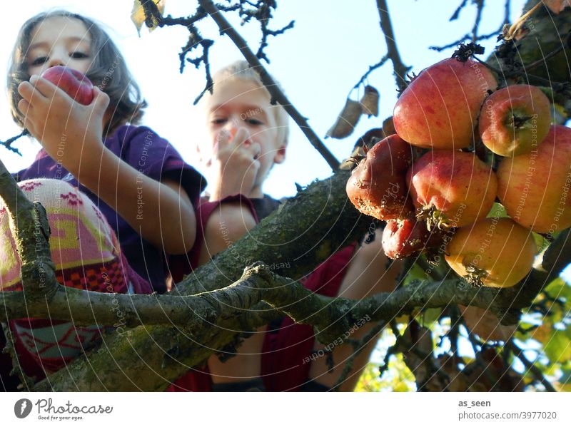 Apfelernte Apfelbaum Äpfel Kindheit essen Natur klettern ernten genießen Strumpfhose bunt Froschperspektive Frucht Farbfoto Außenaufnahme Baum Garten Gesundheit