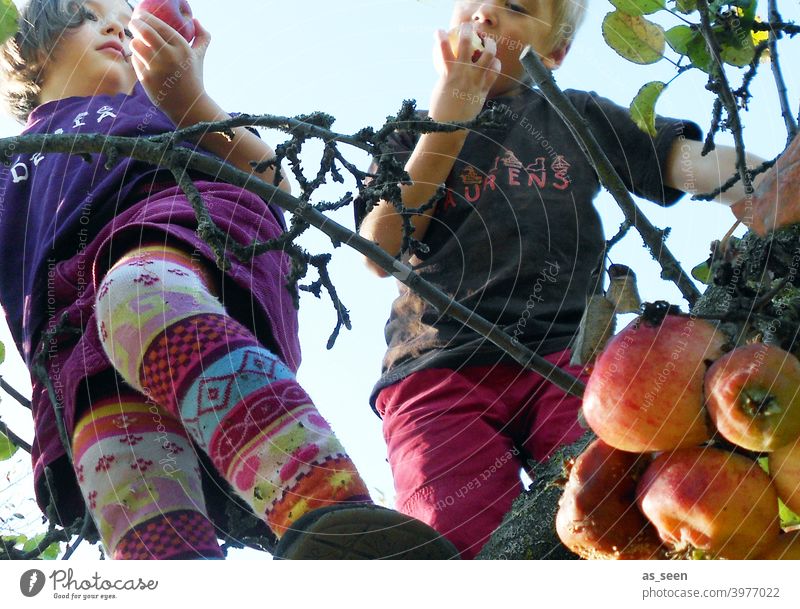 Apfelernte Apfelbaum Äpfel Kindheit essen Natur klettern ernten genießen Strumpfhose bunt Froschperspektive Frucht Farbfoto Außenaufnahme Baum Garten Gesundheit