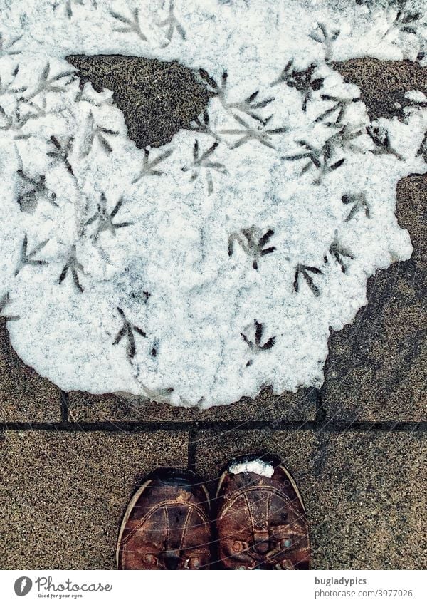 Schneewalzer der Stadttauben Taube Tauben stadttaube Haustaube Vögel Vogel Fußspuren Spuren Fußabdrücke fussabdruecke im schnee Schuhe Wanderschuhe Winter