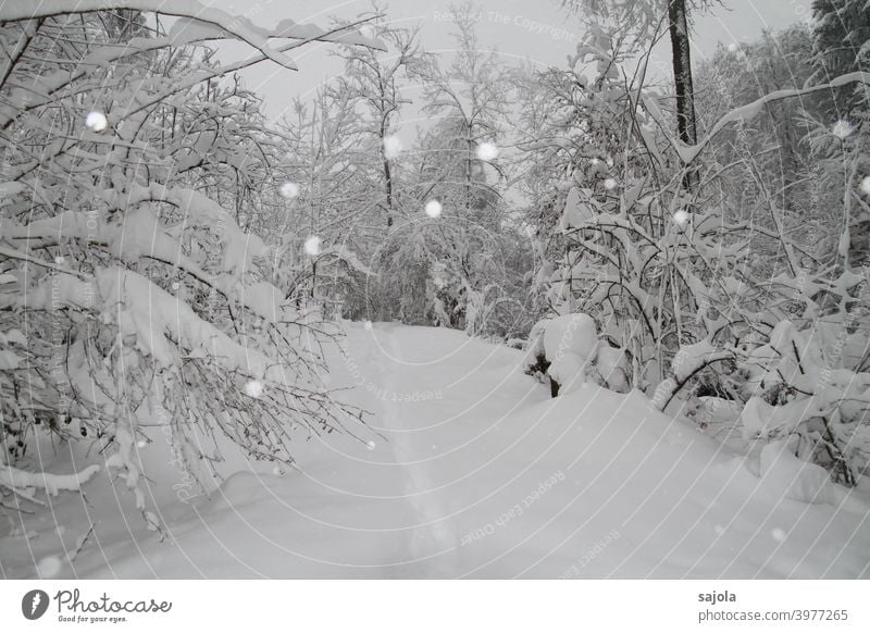 winterlicher Spaziergang unter verschneiten Bäumen Schnee Pfad Schneefall Spaziergang in der Natur weiß Sträucher Schneedecke Spur spuren hinterlassen
