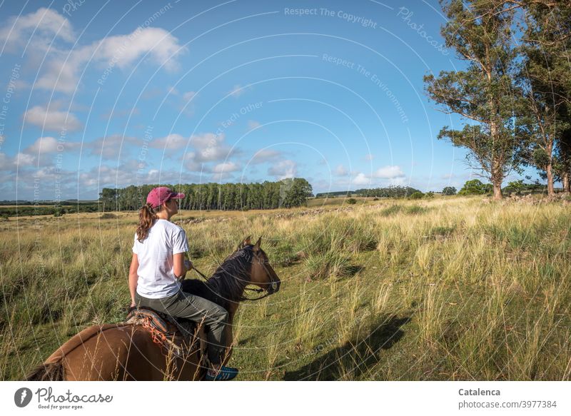 Die junge Frau reitet zur Schafherde im hohen Gras Natur Landschaft Flora Fauna Person Tier Pferd Schafe Pflanze Eukalyptus Grasland Weide schönes Wetter Sommer