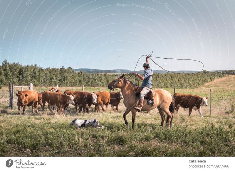 Reiter schwingt das Lasso um eine Kuh einzufangen Natur Fauna Flora Gras Weise Pflanze Nutztier Weide Landwirtschaft Zaun Horizont Sommer Himmel Bauernhof