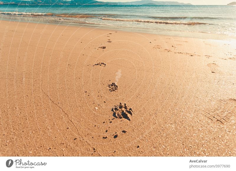 Einige Hundepfoten zeichnen auf den Sand des Strandes während eines hellen Tages laufen sanft Pfote horizontal Abdruck joggen Eckzahn Spur Bild copyspace