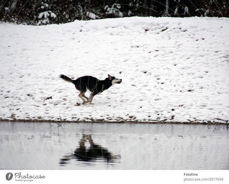unbändige Freude - Alice ist ein Huskymädchen, das das erste mal in ihrem Leben Schnee erlebt. Ausgelassen tobt sie am Wasser durch den Schnee. Hund Tier Winter