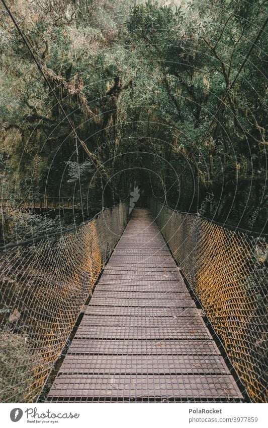 #AS# Hängebrücke für Abenteurer Holz Urwald Urwaldriesen Farn Gräser Moos Abenteuer Natur Außenaufnahme Pflanze Menschenleer Neuseeland Farne Wege & Pfade