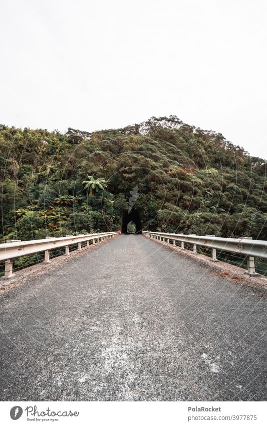 #AS# Dschungeltunnel II Tunnel Straße Leitplanke Abenteuer Höhle Farn Neuseeland Außenaufnahme dunkel Pflanze Landschaft Menschenleer Depression Ausweg Ziel