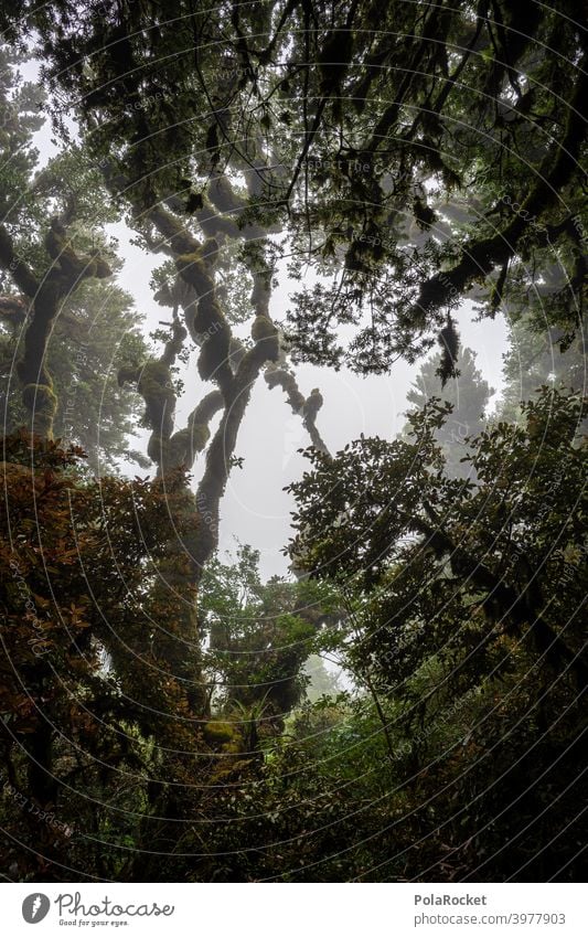 #AS# Eine andere Welt Regenwald tropisch Wald Bäume Moos mystisch Dschungel Nebel Abenteuer Menschenleer Natur grün Landschaft natürlich Laubwerk unberührt