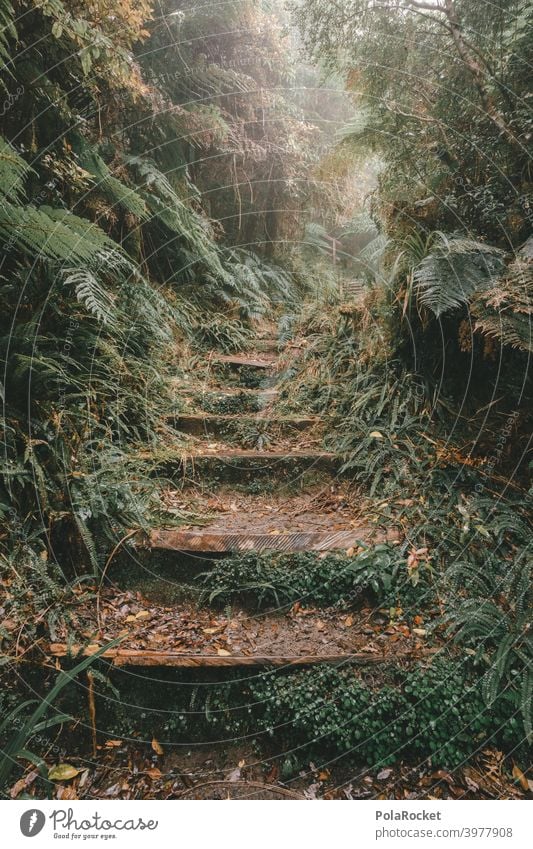 #AS# Treppe in eine andere Welt Regenwald tropisch Wald Bäume Moos mystisch Dschungel Nebel Abenteuer Menschenleer Natur grün Landschaft natürlich Laubwerk