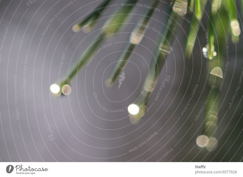 Kiefernnadeln mit glitzernden Regentropfen Nadeln Waldkiefer Nadelbaum ungewöhnlich Lichtspiegelung Schlangenaugen Lichtreflexe verregnet anders leuchten