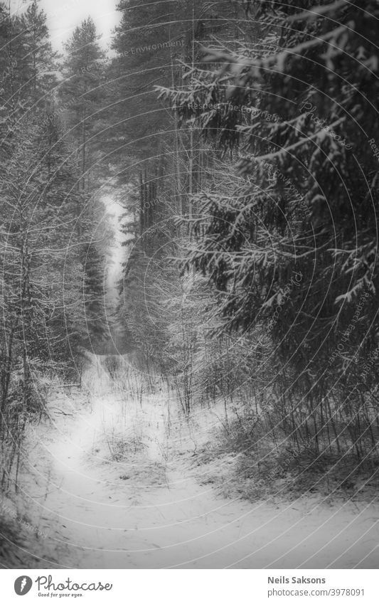 eine andere Perspektive im Zwielicht des Feenwaldes im tiefen Winter / Licht und Weg nach oben am Ende des Tunnels abstrakt Abenteuer Antenne schön blau kalt