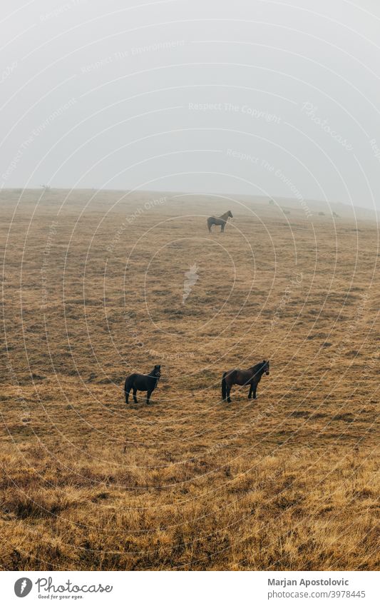 Pferde auf einer nebligen Wiese Tier Tiere Herbst schön Schönheit schwarz braun Windstille Landschaft Morgendämmerung heimisch Bauernhof Ackerland Feld Nebel