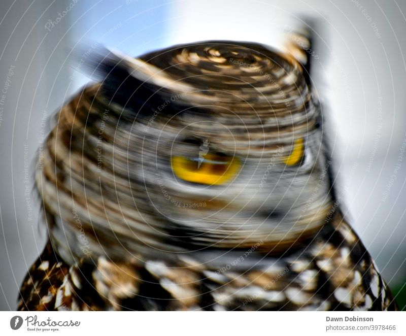 Porträt eines Uhus, das in Bewegung aufgenommen wurde, während er seinen Kopf herumdreht Spinning Auge Geschwindigkeit Eulenvögel Tier Farbfoto Feder Raubtier
