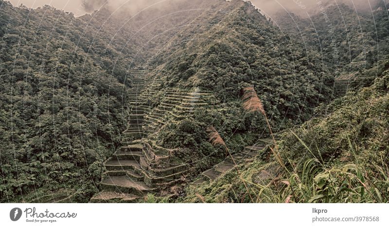 Terrassenfeld für den Reisanbau Banane Philippinen Berge u. Gebirge Natur ifugao Asien Feld Landschaft reisen Ackerbau Tal schwarz Bauernhof Vietnam