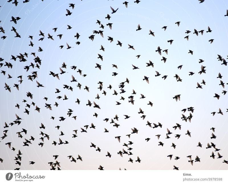 jetzt aber schnell ... vögel fliegen schwarm vogelschwarm viele himmel durcheinander chaos ordnung abendhimmel tiere flattern