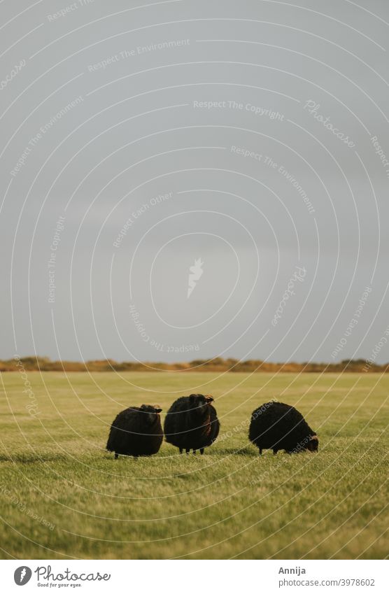 Drei schwarze Schafe im Feld Schwarzes Schaf Wind Tier heimisch Haustier Island Natur Nutztier Wiese Landschaft Bauernhof Schwarm