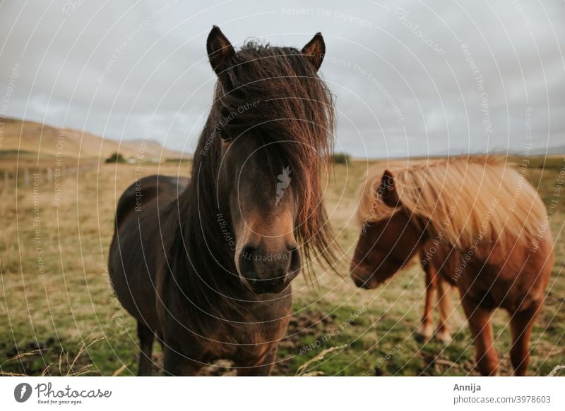 Zwei Wildpferde Islandpferde Pferde Tier Säugetier Ponys Island Ponys Ferien & Urlaub & Reisen