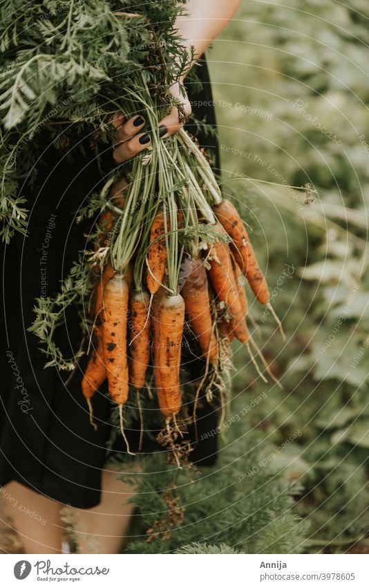 Karottenernte Gemüse Ernte Herbst keine Verschwendung Lifestyle Garten Gartenarbeit organisch Vegetarier Bioprodukte Gesunde Ernährung frisch