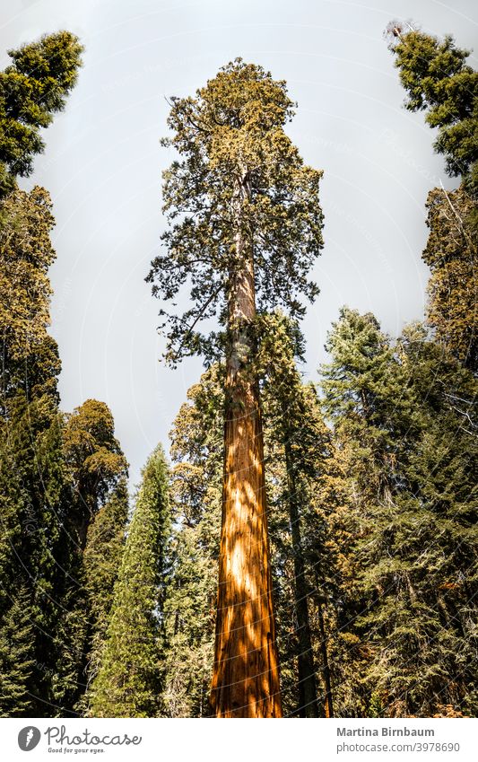 Riesenmammutbaum im Kings Canyon National Park, Kalifornien reisen Baum Natur Sequoia national USA Wald groß Landschaft Morgendämmerung yosemite massiv