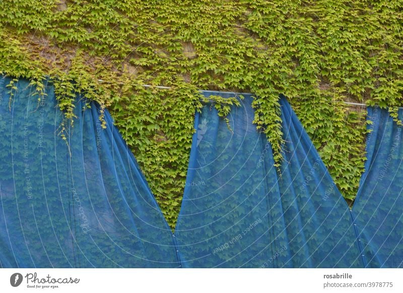 Wandgestaltung Mauer Efeu bewachsen Planen Folien eingepackt verhüllt blau grün Hintergrund zugewachsen Natur natürlich Wuchs Wildwuchs Pflanze Pflanzen Plastik