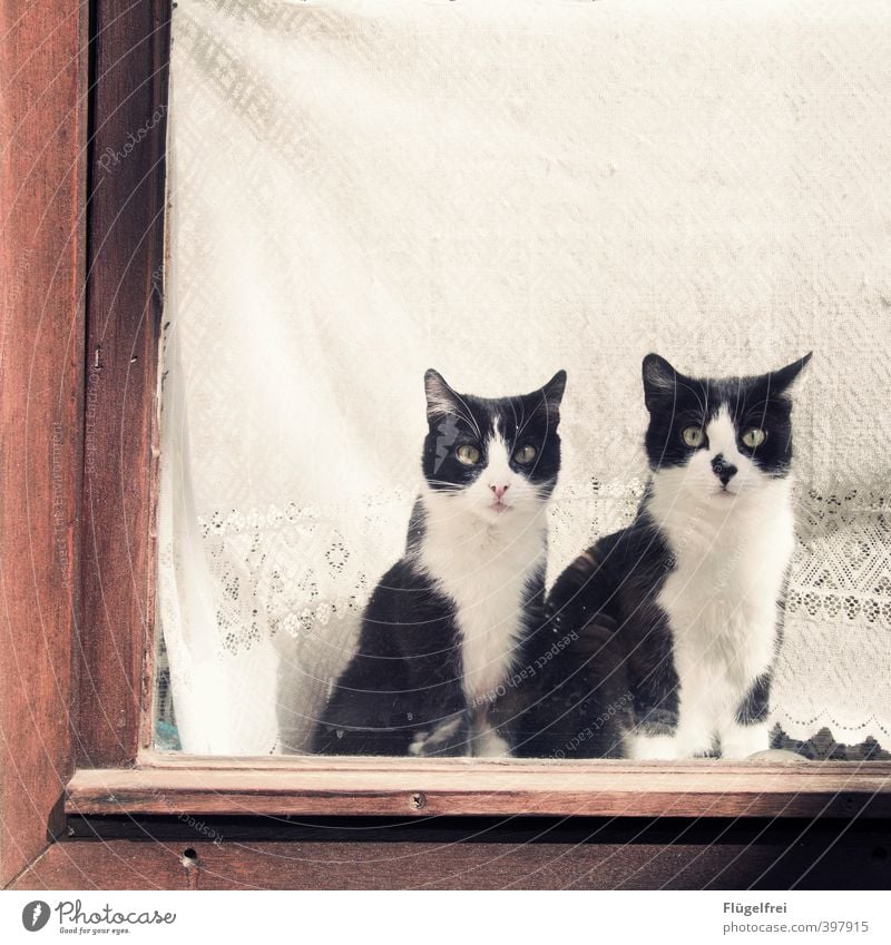 10 Uhr morgens, Stammplatz, Fensterbank Haustier Katze 2 Tier beobachten Fensterbrett Fleck Katzenpaar Gardine Spitze Bildausschnitt Fensterrahmen synchron