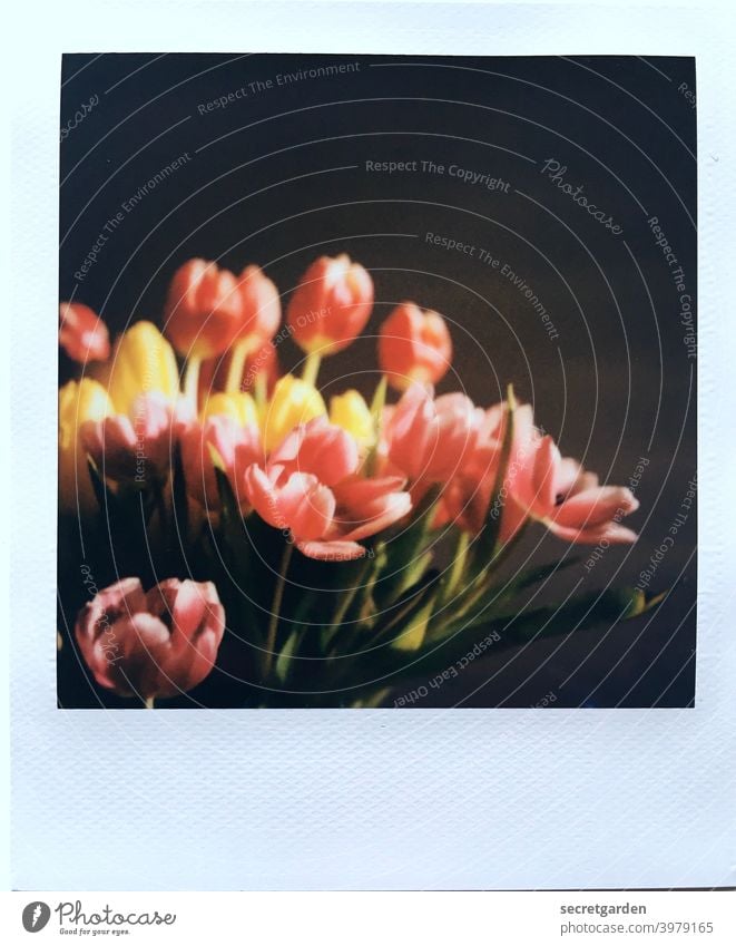 Analoge Blütenpracht. Polaroid Tulpen Tulpenblüte analog Frühling Frühlingsgefühle zuhause Blume Blühend Pflanze Farbfoto Menschenleer Nahaufnahme Blumenstrauß