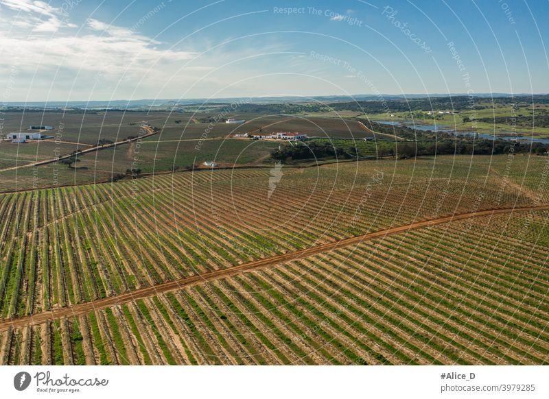 Luftaufnahme der industriellen Agrarlandschaft in Olivenza Extremadura Spanien above aerial aged agrarian agriculture agriculture field bridge cork cultivation