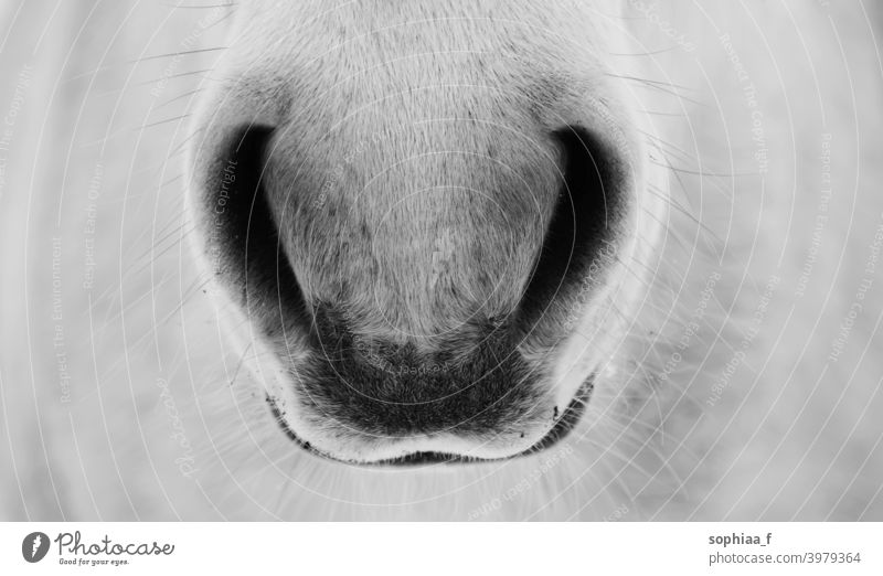 Atem - Nahaufnahme von Pferdenasenlöchern, schwarz-weiß Foto Nüstern atmen schwarz auf weiß Nase Detailaufnahme Atmung Nahaufnahme Pferd Nüstern sanft