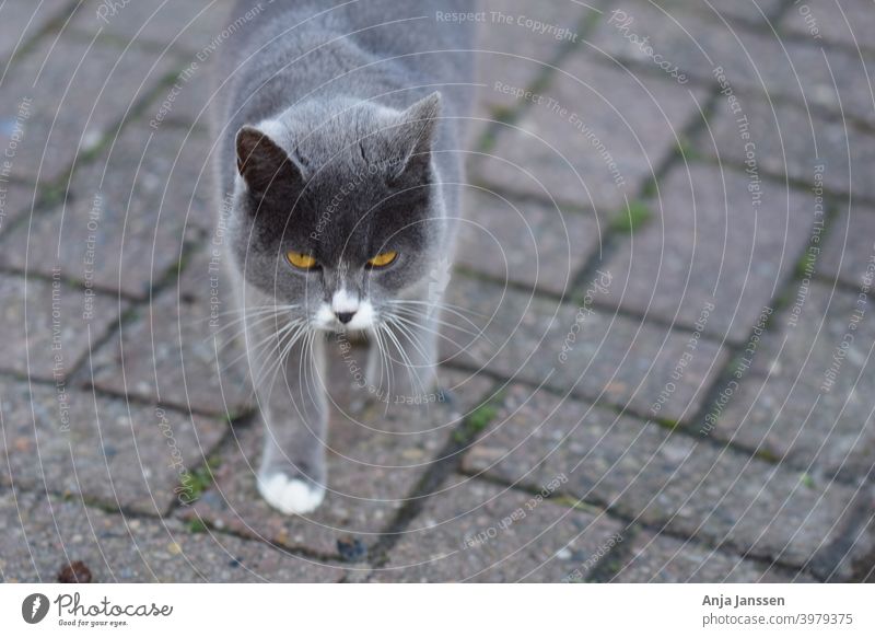 Vorderansicht einer grauen Katze vor einem grauen Hintergrund Kopf abschließen Nahaufnahme Ohr Auge Tierfell Tierhaare Schnurrhaare Katze Säugetier Haustier